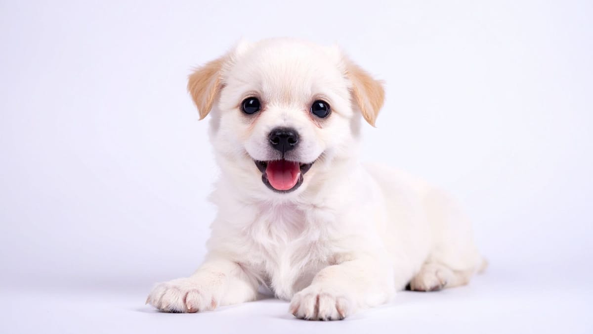 Cucciolo di cane: hotel pet friendly